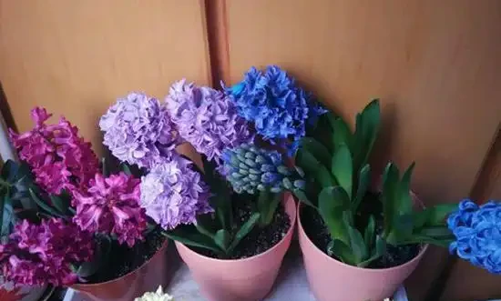 養花收藏版:花多多肥料,各種型號之間的區別,與使用技巧