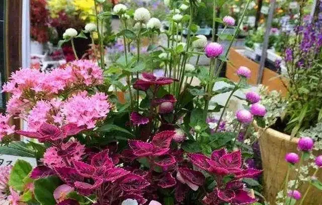 養花收藏版:花多多肥料,各種型號之間的區別,與使用技巧