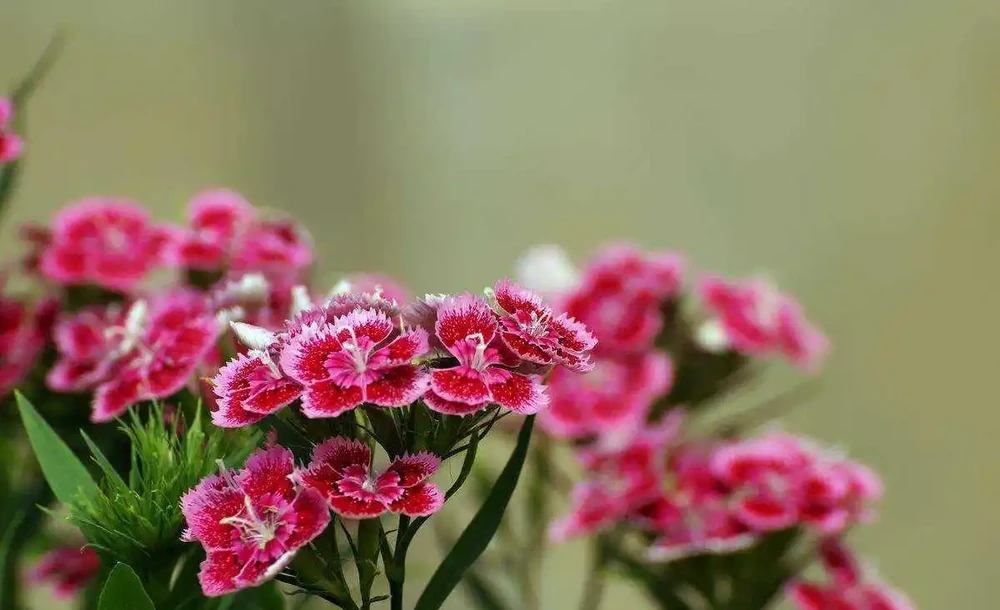 養花收藏版:花多多肥料,各種型號之間的區別,與使用技巧