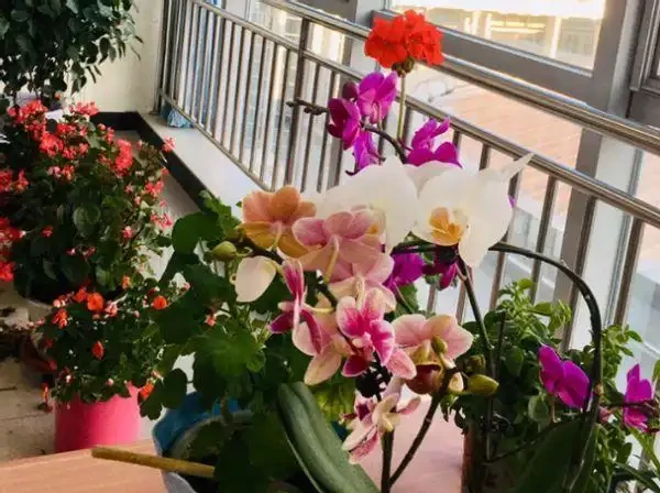 養花收藏版:花多多肥料,各種型號之間的區別,與使用技巧