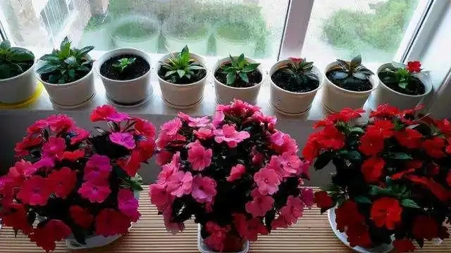 養花收藏版:花多多肥料,各種型號之間的區別,與使用技巧