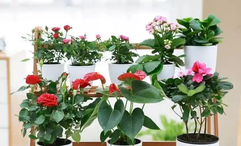 養花收藏版:花多多肥料,各種型號之間的區別,與使用技巧