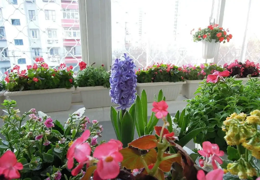 養花收藏版:花多多肥料,各種型號之間的區別,與使用技巧