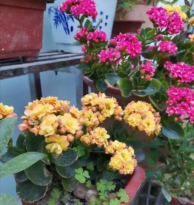 養花收藏版:花多多肥料,各種型號之間的區別,與使用技巧