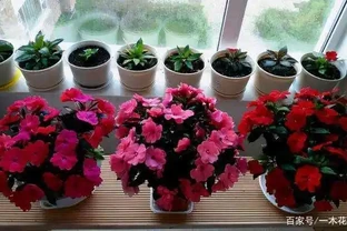 養花收藏版：花多多肥料，各種型號之間的區別，與使用技巧