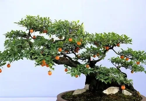 初春養金彈子,要想姿態美結果多,幾個操作別錯過