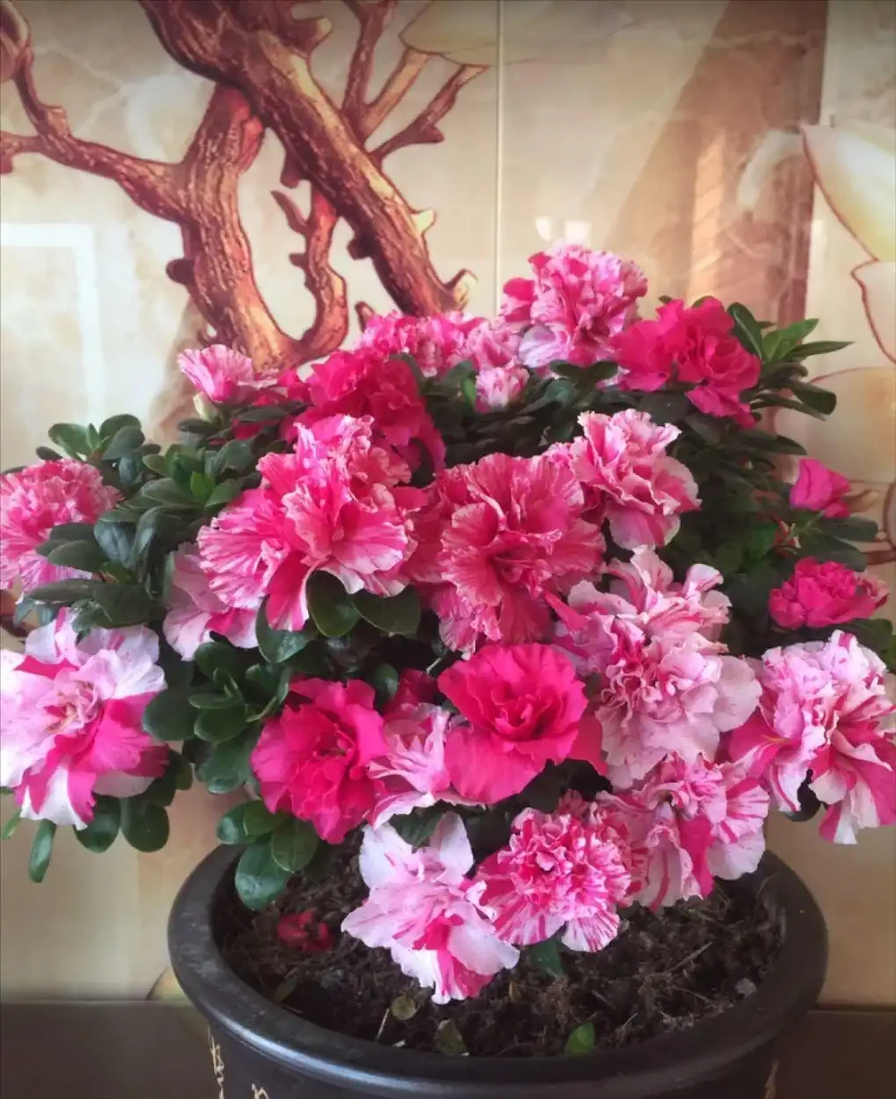 7種漂亮花,有個小「怪癖」,半月一杯醋,葉子肥,開花旺