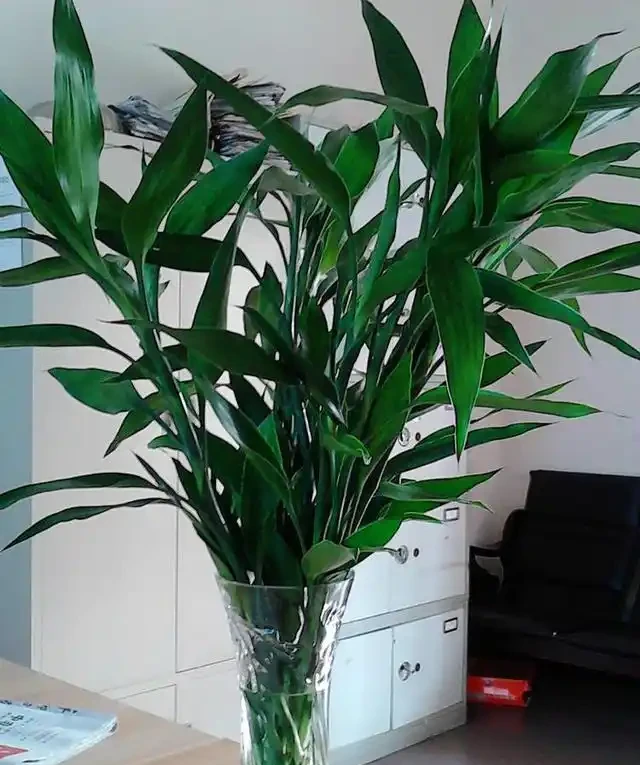 7種漂亮花，有個小「怪癖」，半月一杯醋，葉子肥，開花旺