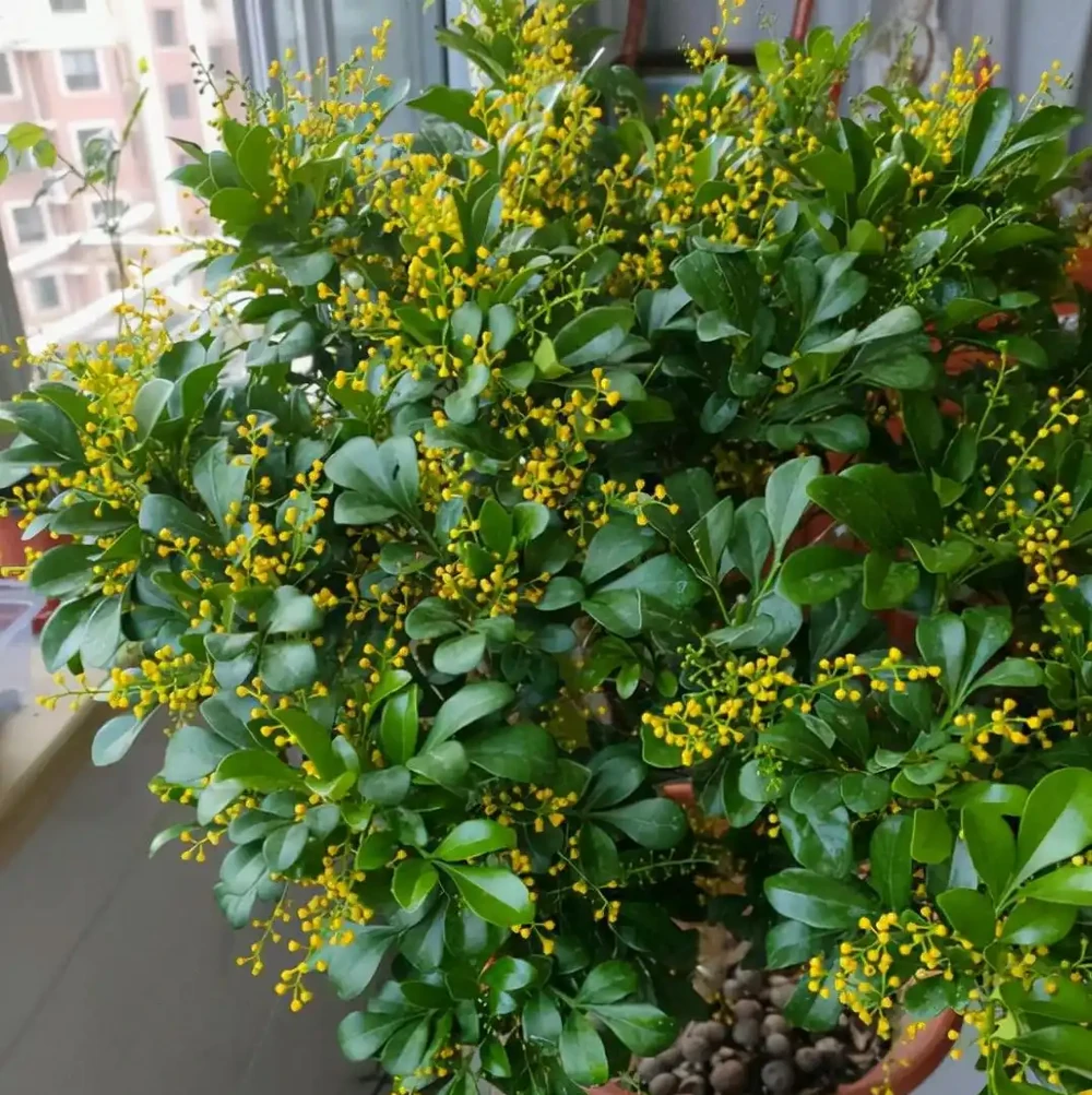 7種漂亮花,有個小「怪癖」,半月一杯醋,葉子肥,開花旺