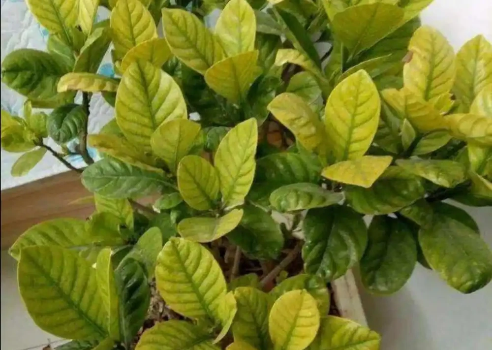 7種漂亮花,有個小「怪癖」,半月一杯醋,葉子肥,開花旺