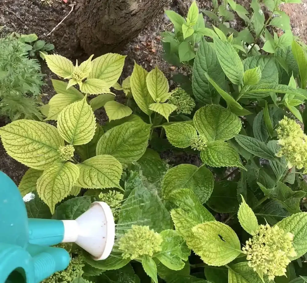 7種漂亮花,有個小「怪癖」,半月一杯醋,葉子肥,開花旺