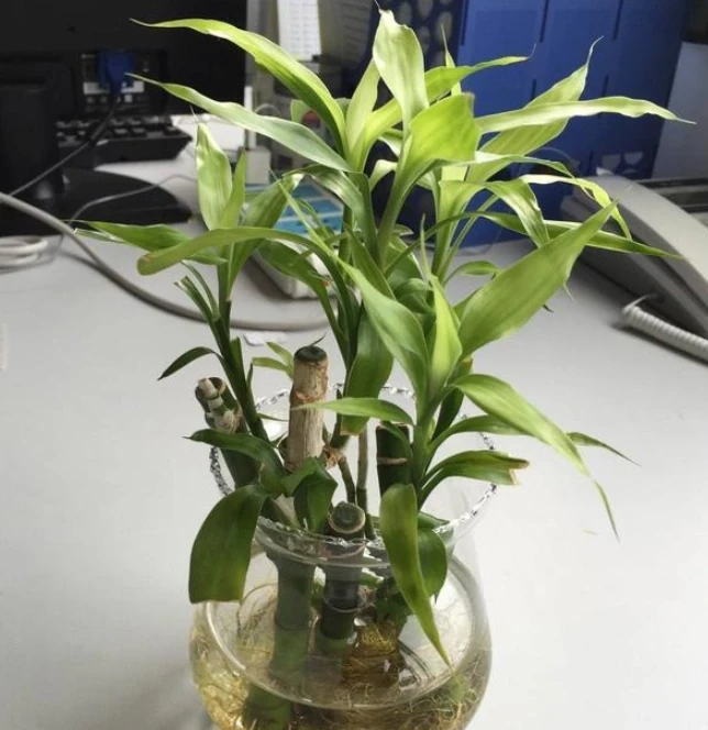 7種漂亮花,有個小「怪癖」,半月一杯醋,葉子肥,開花旺