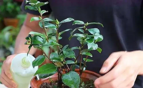 7種漂亮花,有個小「怪癖」,半月一杯醋,葉子肥,開花旺