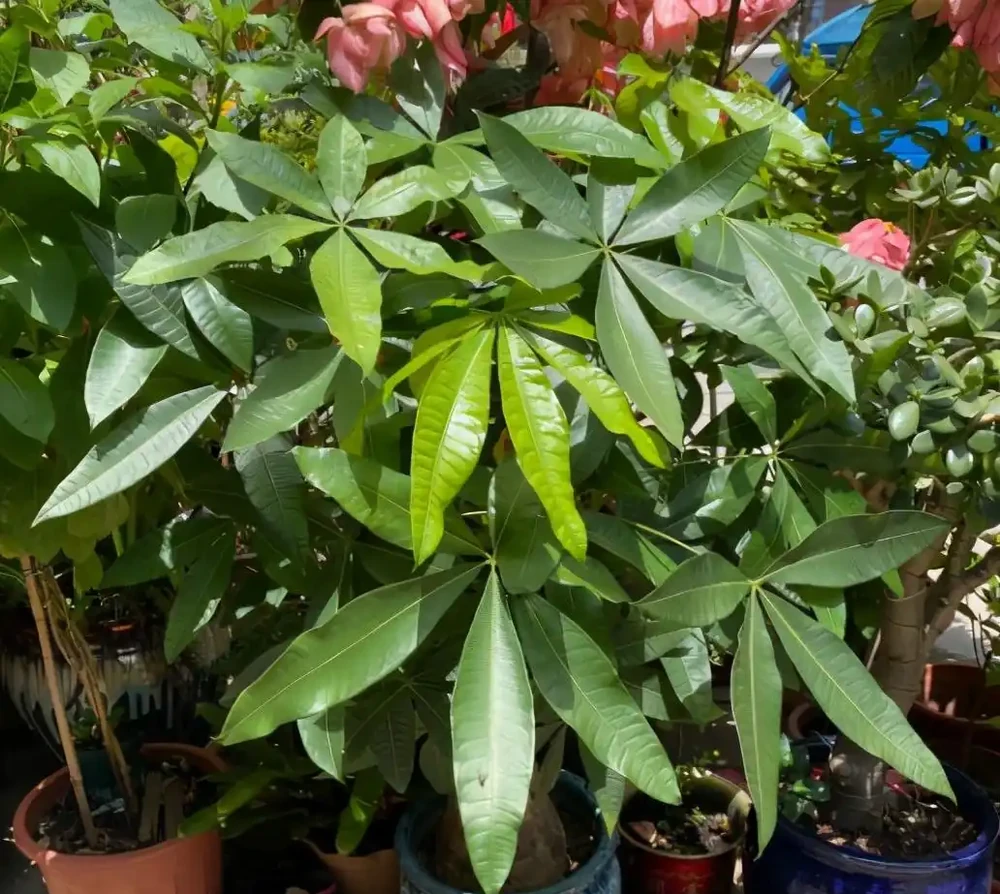 7種漂亮花,有個小「怪癖」,半月一杯醋,葉子肥,開花旺