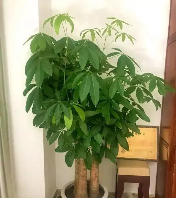 7種漂亮花,有個小「怪癖」,半月一杯醋,葉子肥,開花旺