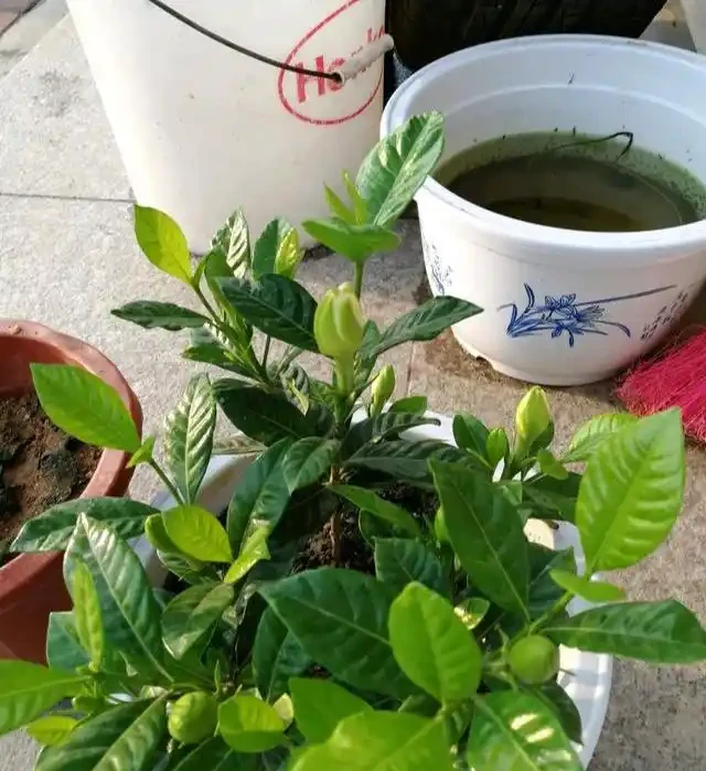 7種漂亮花,有個小「怪癖」,半月一杯醋,葉子肥,開花旺