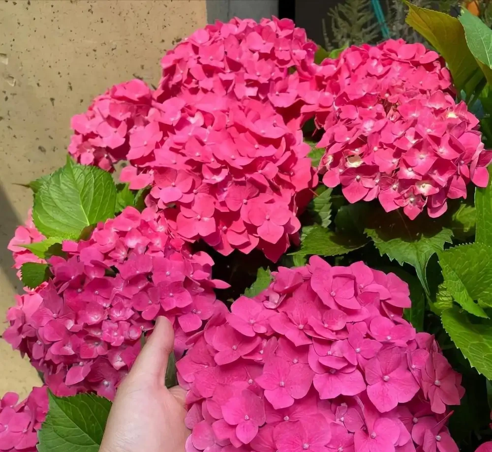 7種漂亮花,有個小「怪癖」,半月一杯醋,葉子肥,開花旺