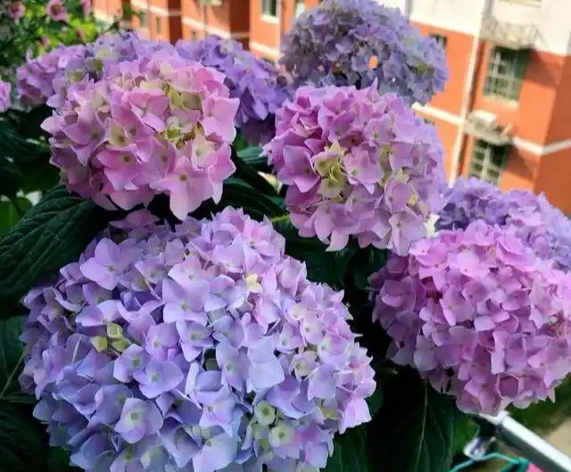 7種漂亮花,有個小「怪癖」,半月一杯醋,葉子肥,開花旺