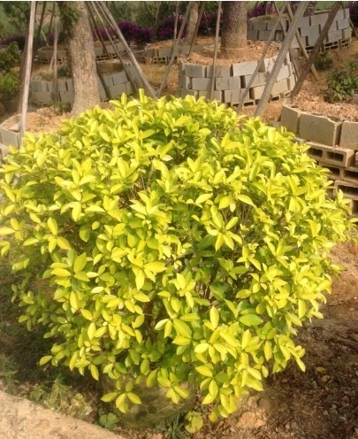 7種漂亮花,有個小「怪癖」,半月一杯醋,葉子肥,開花旺