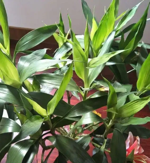 7種漂亮花,有個小「怪癖」,半月一杯醋,葉子肥,開花旺