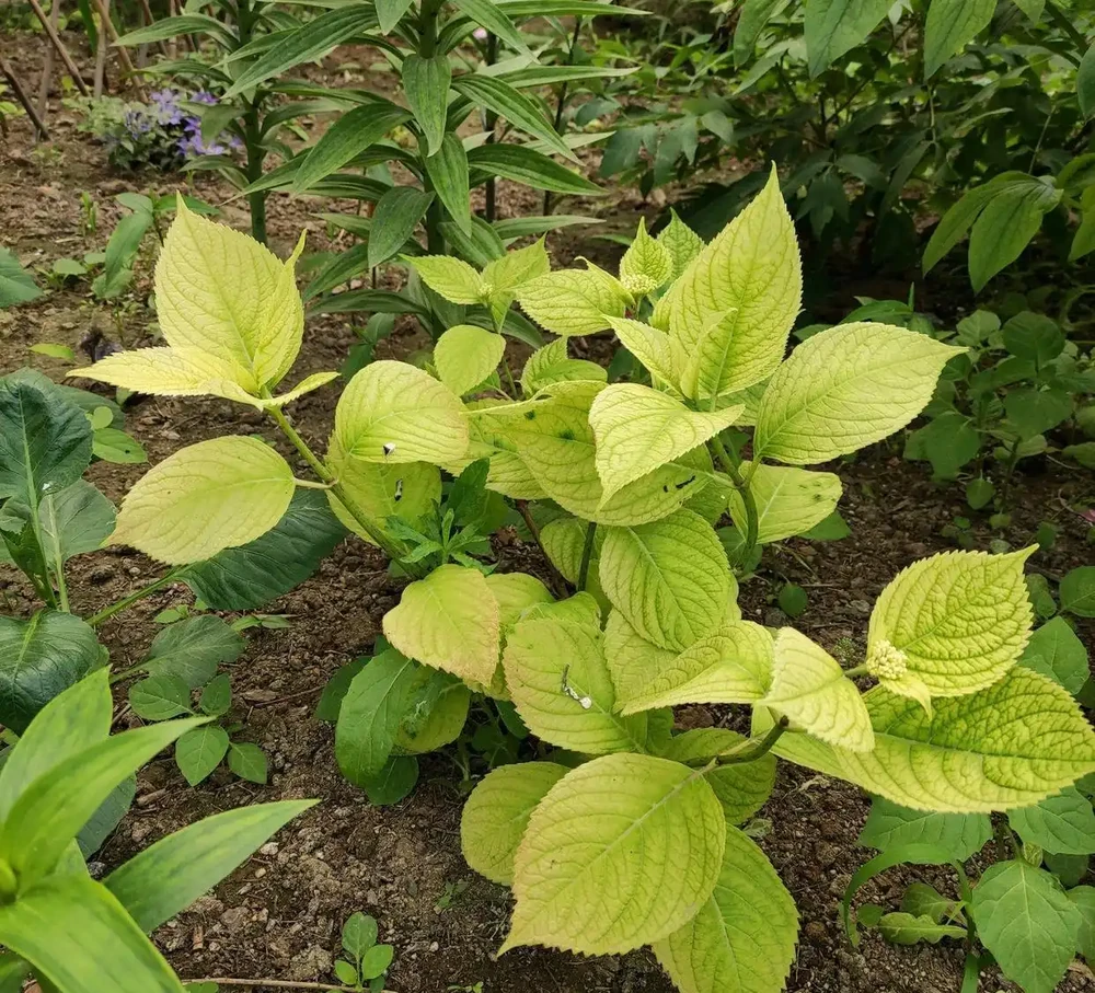 7種漂亮花,有個小「怪癖」,半月一杯醋,葉子肥,開花旺
