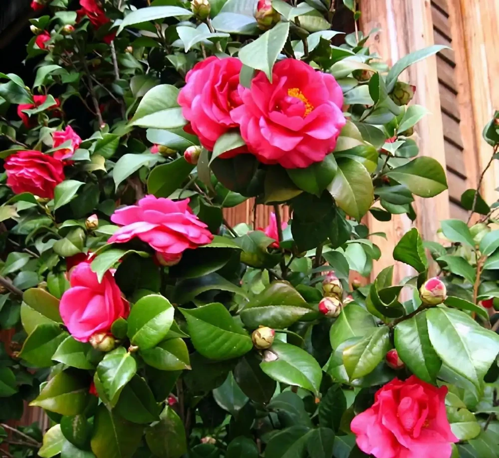 7種漂亮花,有個小「怪癖」,半月一杯醋,葉子肥,開花旺