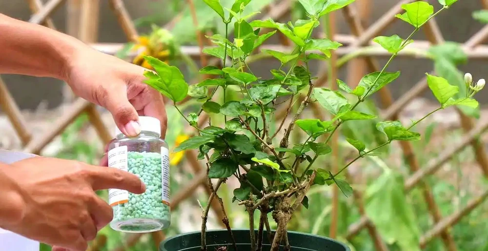 7種漂亮花,有個小「怪癖」,半月一杯醋,葉子肥,開花旺