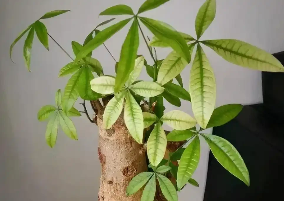 7種漂亮花,有個小「怪癖」,半月一杯醋,葉子肥,開花旺