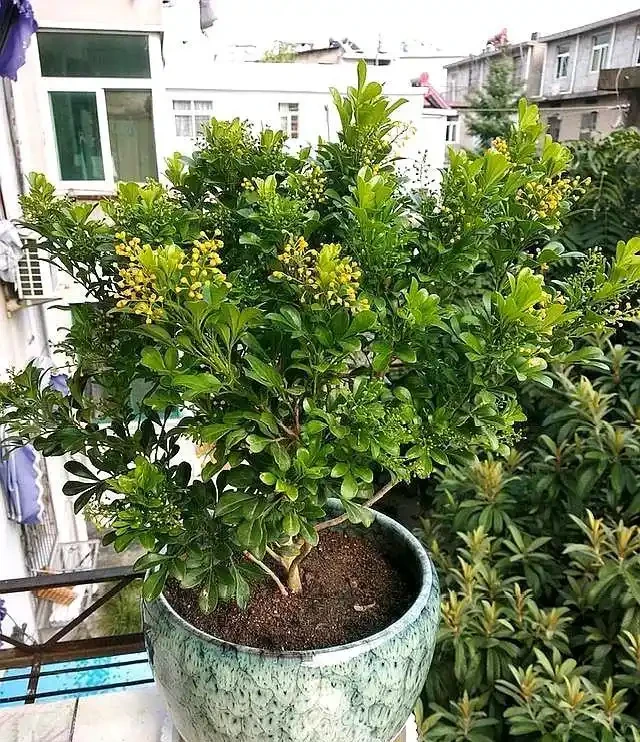 7種漂亮花,有個小「怪癖」,半月一杯醋,葉子肥,開花旺