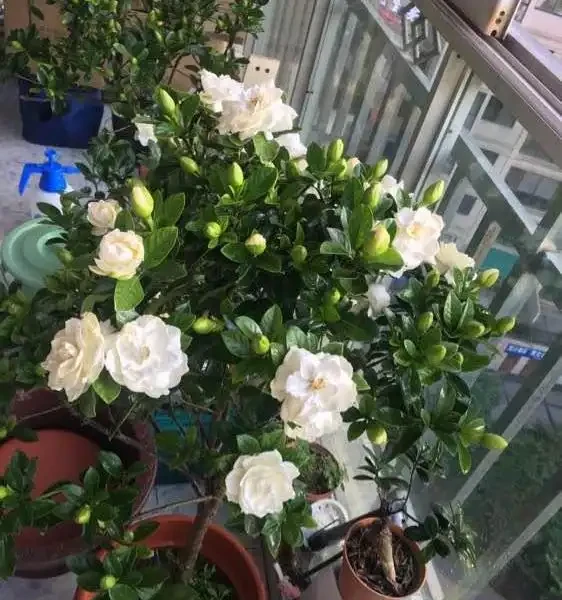 7種漂亮花,有個小「怪癖」,半月一杯醋,葉子肥,開花旺