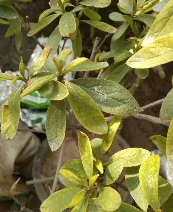 7種漂亮花,有個小「怪癖」,半月一杯醋,葉子肥,開花旺