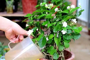 7種漂亮花，有個小「怪癖」，半月一杯醋，葉子肥，開花旺