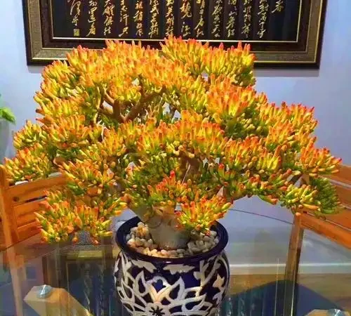 11種「旺財花」，春天會「甦醒」，入手最合適