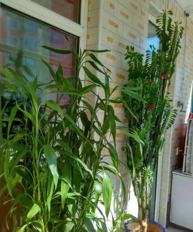 11種「旺財花」，春天會「甦醒」，入手最合適