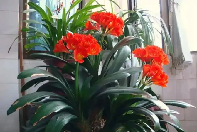 11種「旺財花」，春天會「甦醒」，入手最合適
