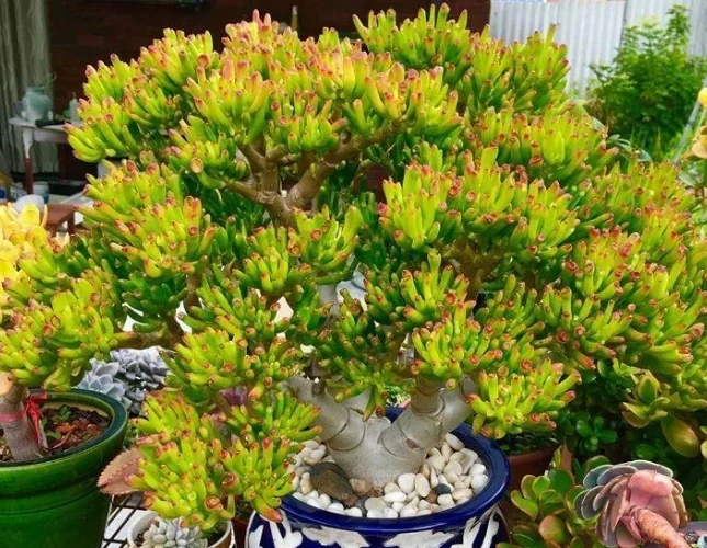 11種「旺財花」，春天會「甦醒」，入手最合適