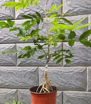 11種「旺財花」，春天會「甦醒」，入手最合適