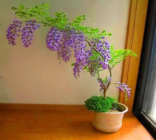 11種「旺財花」，春天會「甦醒」，入手最合適