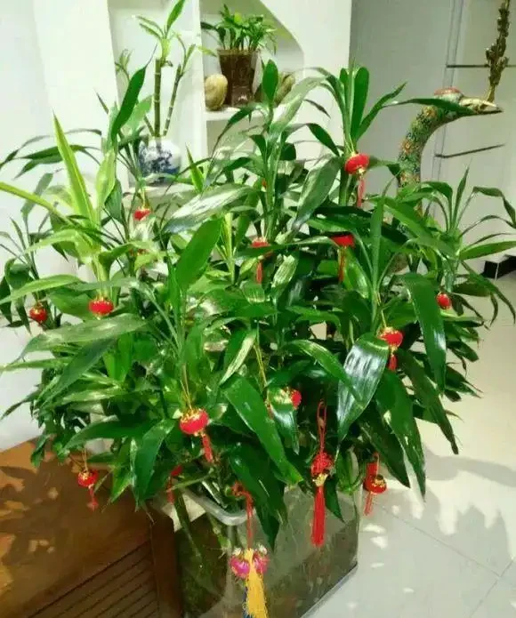 11種「旺財花」，春天會「甦醒」，入手最合適