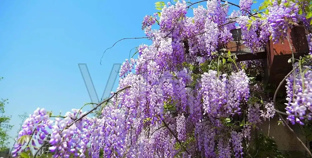 11種「旺財花」，春天會「甦醒」，入手最合適