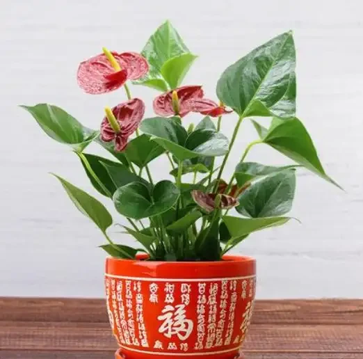 常見的60種盆栽植物名稱總結