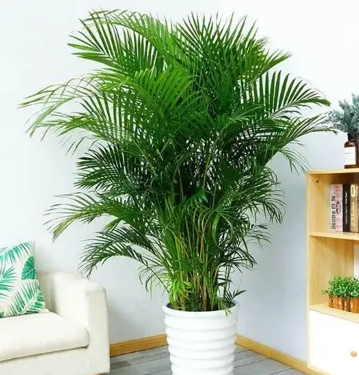 常見的60種盆栽植物名稱總結