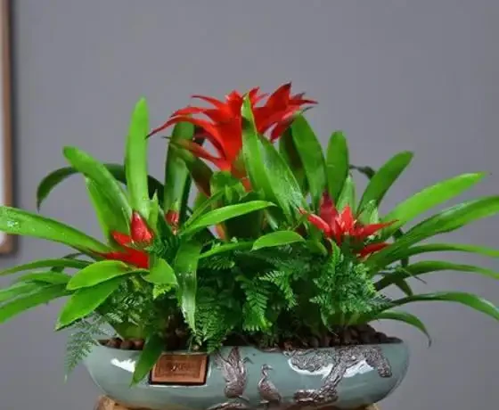 常見的60種盆栽植物名稱總結