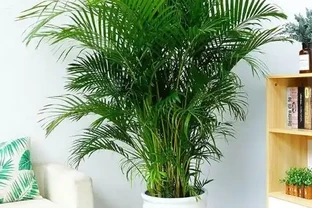 常見的60種盆栽植物名稱總結