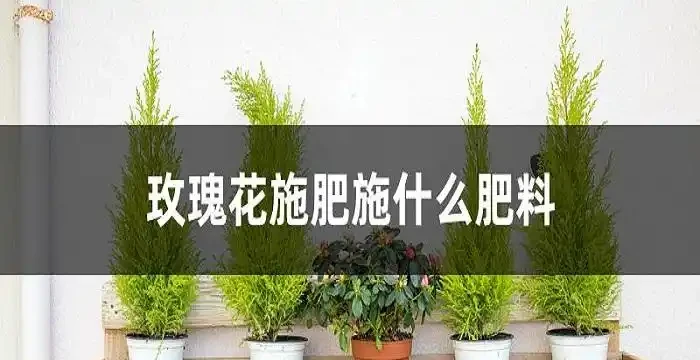玫瑰施肥用什麼肥料