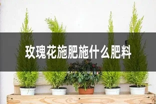 玫瑰施肥用什麼肥料