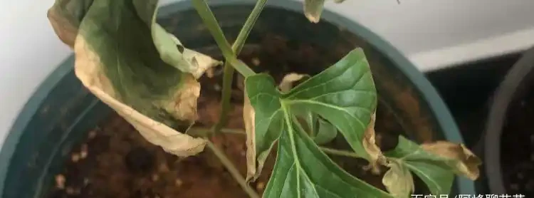 葉子全乾了還能救活嗎？