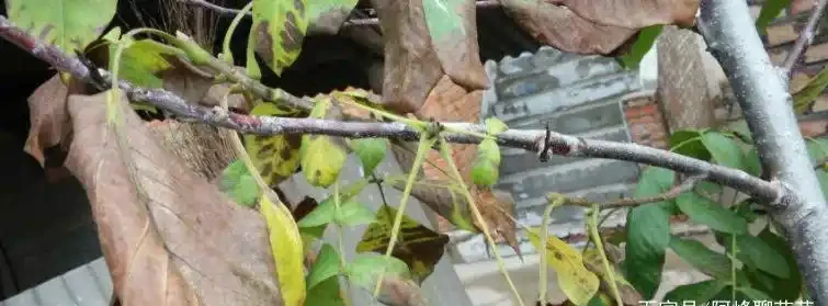 葉子全乾了還能救活嗎？