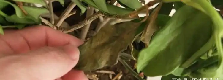 葉子全乾了還能救活嗎？