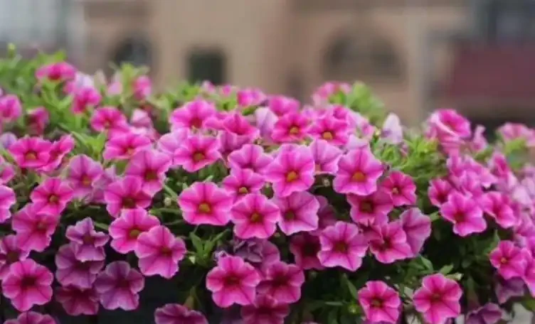 7種花真「勤快」,隨便養一盆,四季有花看,堪稱「花機器」